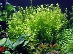 Akvarijske Rastline Otroške Solze, Lindernia rotundifolia zelen fotografija, opis in nega, rast in značilnosti