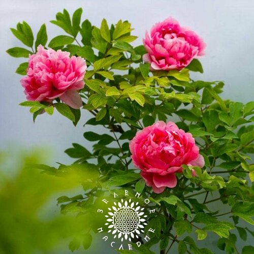 купить за 311 руб, фото Семена Пион древовидный (лат. Paeonia x suffruticosa) 10шт от Green Legacy