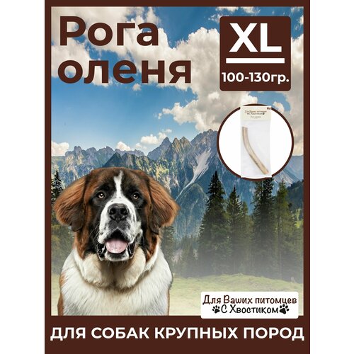 купить за 900 руб, фото Рог северного оленя XL (100-130) 