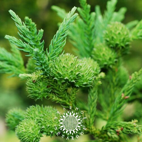 купить за 490 руб, фото Семена Криптомерия японская (лат. Cryptomeria japonica) 50 шт