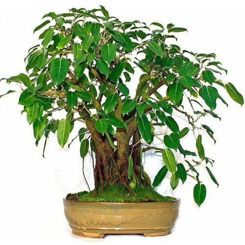 купить за 413 руб, фото Фикус Священный, Ficus Religiosa, семена