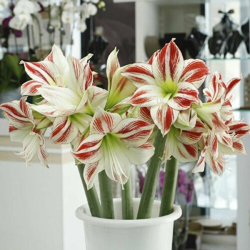 купить за 433 руб, фото Гиппеаструм Амбианс, Hippeastrum Ambiance, Атмосфера, семена