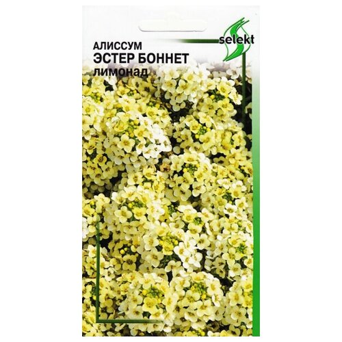 купить за 264 руб, фото Алиссум Эстер Боннет, лимонад, 20 семян