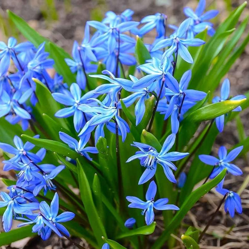 купить за 484 руб, фото Сцилла Siberica(10 луковиц)