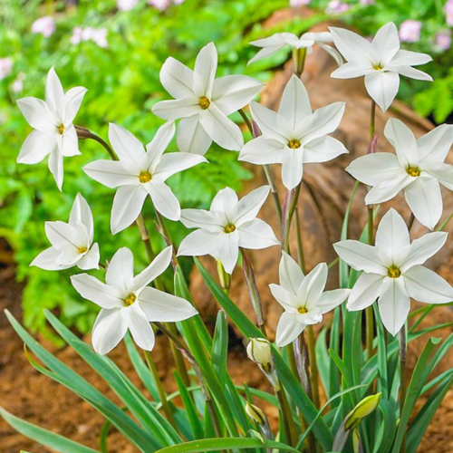 купить за 370 руб, фото Луковицы цветов, сhipollino flowers, ифейон ALBERTO CASTILIO (10 луковиц)