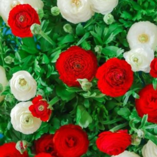 купить за 439 руб, фото Луковицы цветов, сhipollino flowers, ранункулюс RED AND WHITE MIX (10 луковиц)