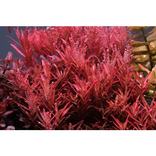 купить за 400 руб, фото Растение аквариумное живое Ротала Реддиш (Rotala Reddish) 2 ветки по 10-15 см