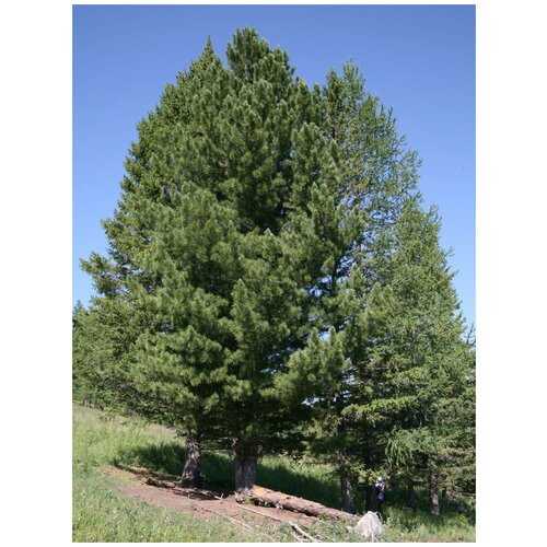 купить за 420 руб, фото Семена Кедр сибирский (Pinus sibirica), 30 штук