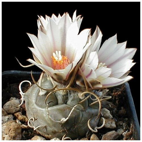 купить за 350 руб, фото Семена Орешка Суккулент Кактус Turbinicarpus macrochele 10 шт.