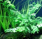 Aquarium Aquatic Plants African fern, Congo fern characteristics and Photo