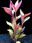 Piante d'Acquario Alternanthera Lilacina Rosso foto, descrizione e la cura, la coltivazione e caratteristiche
