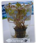Akvāriju Augi Alternathera Ocipus, Alternanthera ocipus zaļš Foto, apraksts un ka, augošs un raksturlielumi