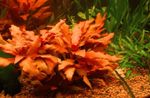 Las plantas de acuario Alternanthera Splendida Rojo Foto, descripción y cuidado, cultivación y características