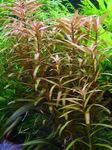 Akvarieväxter Ammannia Gracilis Röd Fil, beskrivning och vård, odling och egenskaper