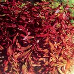 Akváriumi Növények Ammannia Senegalensis piros fénykép, leírás és gondoskodás, növekvő és jellemzők