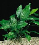 Plantas de Aquário Anubias Congensis, Anubias heterophylla, Anubias congensis Verde foto, descrição e cuidado, crescente e características