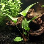 Photo Aquarium Plants Anubias gracilis  