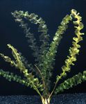 Akvariumas augalai Aponogeton Capuronii žalias Nuotrauka, aprašymas ir kad, augantis ir charakteristikos