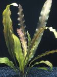 Akvárium Vízinövények Aponogeton Rigidifolius jellemzők és fénykép