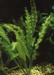 Foto Las plantas de acuario Aponogeton Undulatus  