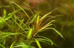 Photo Aquarium Aquatic Plants Blyxa alternifolia characteristics
