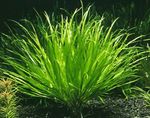 Akvarium Planter Blyxa Aubertii grønn Bilde, beskrivelse og omsorg, voksende og kjennetegn