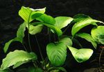 Plantas de Aquário Broad Leaved Anubias, Anubias barteri var. barteri Verde foto, descrição e cuidado, crescente e características