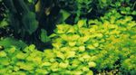 Las plantas de acuario Flor Cardinal, Lobelia Roja, Lobelia cardinalis Verde Foto, descripción y cuidado, cultivación y características