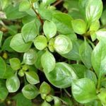 Plante de Acvariu Târâtor Ludwigia, Frunze Înguste Ludwigia, Ludwigia repens verde fotografie, descriere și îngrijire, în creștere și caracteristici