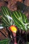 Акваріумні рослини Криптокорина Сердцевидная, Cryptocoryne cordata Зелений Фото, опис і догляд, зростаючий і характеристика
