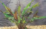 Photo Aquarium Aquatic Plants Cryptocoryne petchii characteristics