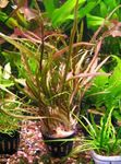 Las plantas de acuario Retrospiralis Cryptocoryne, Cryptocoryne retrospiralis Rojo Foto, descripción y cuidado, cultivación y características