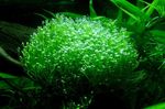 Aquarium Aquatic Plants Crystalwort characteristics and Photo