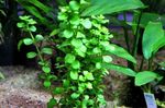 Akvarium Planter Dverg Bacopa, Moneywort, Bacopa monnieri grønn Bilde, beskrivelse og omsorg, voksende og kjennetegn