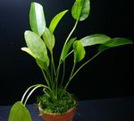 Akvaryum Bitkileri Echinodorus Aschersonianus  fotoğraf, tanım ve bakım, büyüyen ve özellikleri