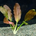 Rośliny akwariowe Echinodorus Horemanii Czerwonawy zdjęcie, opis i odejście, hodowla i charakterystyka