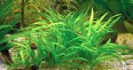 Aquariumplanten Echinodorus Latifolius, Echinodorus latifolius, echinodorus xingu Groen foto, beschrijving en zorg, groeiend en karakteristieken