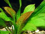Akvarieplanter Echinodorus Mucronatum rød Foto, beskrivelse og pleje, voksende og egenskaber
