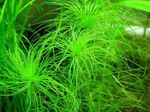 Aquarium Plants Eriocaulon melanocephalum Green Photo, description and care, growing and characteristics