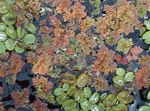 Aquarium Aquatic Plants Fairy Moss Azolla characteristics and Photo