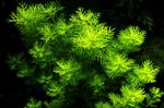Akvāriju Augi Featherfoil, Hottonia palustris zaļš Foto, apraksts un ka, augošs un raksturlielumi