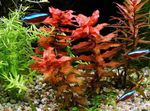 Bilde Akvarium Planter Gigantiske Røde Rotala  