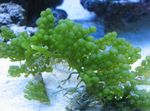 fénykép tengeri növények (tengervizes) Szőlő Caulerpa  