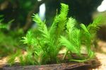 Aquarium Aquatic Plants Griff, Doormat moss characteristics and Photo