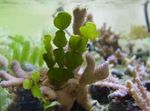 Photo Marine Plants (Sea Water) Halimeda Plant  