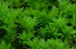 Akvāriju Augi Hart Mēle Moss Timiāns sūnas, Plagiomnium undulatum zaļš Foto, apraksts un ka, augošs un raksturlielumi