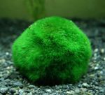 Photo Aquarium Plants Japanese Moss Ball  