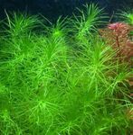 Aquarium Plants Lagarosiphon madagascarensis Green Photo, description and care, growing and characteristics