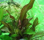 Photo Aquarium Aquatic Plants Lagenandra meeboldii characteristics