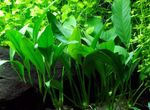 Akvaariumi Taimi Lance Ots, Anubias barteri var. Angustifolia roheline Foto, kirjeldus ja hoolitsemine, kasvav ja omadused